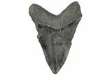 Bargain, Fossil Megalodon Tooth - South Carolina #185220-2